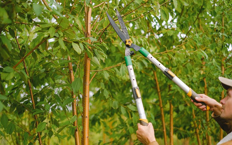 Tree trimming in Winnetoon, NE