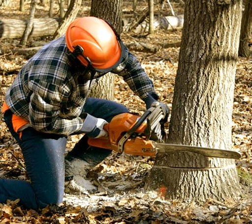 Tree Removal in Winnetoon, NE